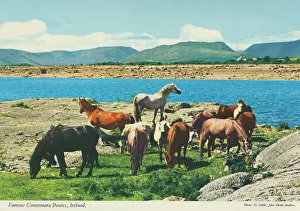 Famous Connemara Ponies, Republic of Ireland Famous Connemara Ponies, Republic of Ireland