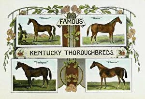 Four famous Kentucky Thoroughbreds