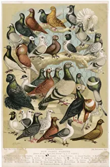 Breeds Gallery: Fancy Pigeon Breeds