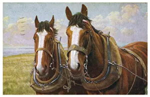 <b class=qtipBold><figcaption>Farm Horses in Harness</figcaption></b><br>Two farm horses in working harness<br><em>© Mary Evans Picture Library</em> Farm Horses in Harness