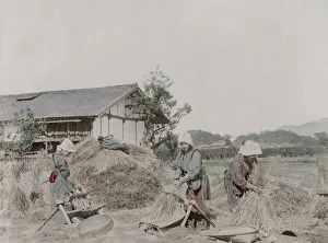 Farm workers stripping grains of rice from straw, Japan Farm workers stripping grains of rice from straw, Japan
