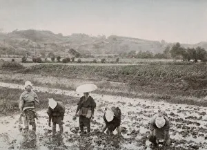 Farm workers transplanting rice sprouts, Japan Farm workers transplanting rice sprouts, Japan