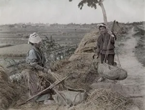 Farm workers tripping rices grains from straw, Japan Farm workers tripping rices grains from straw, Japan