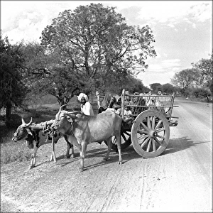 Madhya Gallery: Farmer with oxen and cart, Madhya Pradesh, Central India