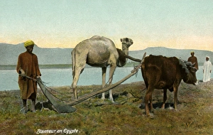 Farmer ploughing with Camel and Ox - Egypt Farmer ploughing with Camel and Ox - Egypt