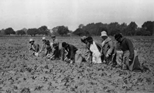<b class=qtipBold><figcaption>Farming, Essex</figcaption></b><br>Farming scene, women planting crops in field, Essex, c.1930s Date: c. 1930s<br><em>© Mary Evans / National Archives</em> Farming, Essex