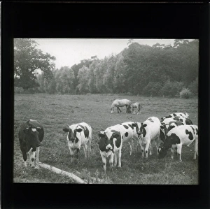 Farming: Friesian Cows with Horse and Foal Farming: Friesian Cows with Horse and Foal