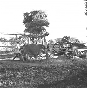 Madhya Gallery: Farming scene in Madhya Pradesh, Central India