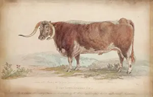 Prints of Bred and fatted at Dickley Farm in Leicestershire by Mr Honyborn, Successor to the late celebrated Mr Bakewell Leicestershire Prints: A Fat Long-Horned Ox Print