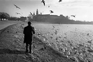 Feeding swans on Vistula River, Krakow, Poland Feeding swans on Vistula River, Krakow, Poland