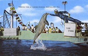 Feeding time - Marine Studios, Marineland, Florida, USA Feeding time - Marine Studios, Marineland, Florida, USA
