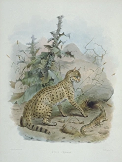 Felis silvestris ornata, Asian steppe wildcat Felis silvestris ornata, Asian steppe wildcat