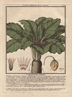 Female mandrake plant, Atropa mandragora or Female mandrake plant, Atropa mandragora or