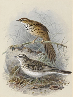 Fernbird Matata New Zealand Pipit Pihoihoi Fernbird Matata New Zealand Pipit Pihoihoi