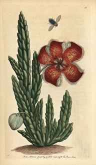 Fetid stapelia or carrion flower, Stapelia hirsuta Fetid stapelia or carrion flower, Stapelia hirsuta