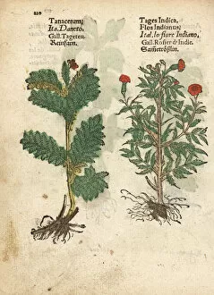 Feverfew, Tanacetum parthenium, and Mexican