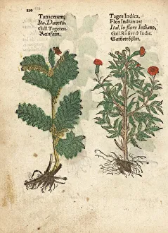 Feverfew, Tanacetum parthenium, and Mexican Feverfew, Tanacetum parthenium, and Mexican