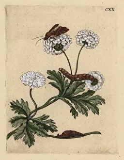 Feverfew, Tanacetum parthenium, with moth Feverfew, Tanacetum parthenium, with moth