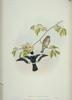 Ficedula albicollis, collared flycatcher Ficedula albicollis, collared flycatcher