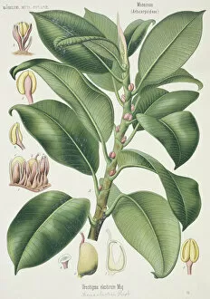 Ficus elastica, Indian rubber tree