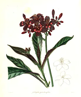 Fiddle-leaved jatropha, Jatropha panduraefolia Fiddle-leaved jatropha, Jatropha panduraefolia