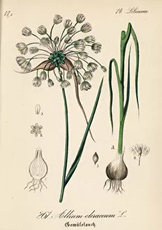 Allium Gallery: Field garlic, Allium oleraceum