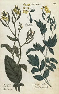 Field mustard, Sinapis arvensis, and white Field mustard, Sinapis arvensis, and white
