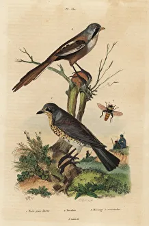 Fries Gallery: Fieldfare, Turdus pilaris, and bearded reedling
