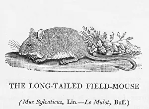 Fieldmouse (Bewick) Fieldmouse (Bewick)