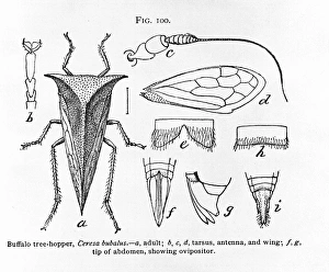 Fig 100. Ceresa bubalus, buffalo tree-hopper Fig 100. Ceresa bubalus, buffalo tree-hopper