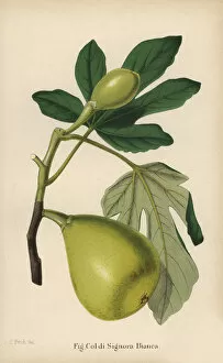 Fig cultivar, Coldi Signora bianca, Ficus carica