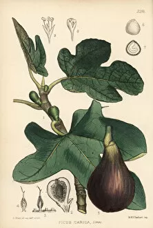 Botanical Prints: Fig, Ficus carica