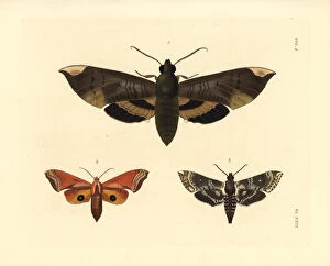 Fig sphinx, huckleberry sphinx and pawpaw sphinx moths