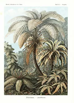Adolf Gallery: Filicinae or fern plants