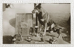 Film dog Rin Tin Tin with trophies, prizes and awards Film dog Rin Tin Tin with trophies, prizes and awards