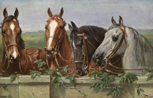 <b class=qtipBold><figcaption>Four fine horses</figcaption></b><br>Portrait painting of four fine horses - two chestnuts, a black and a grey. Date: circa 1910s<br><em>© Mary Evans / Grenville Collins Postcard Collection</em> Four fine horses