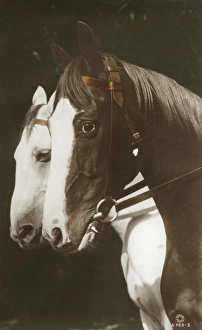 <b class=qtipBold><figcaption>A fine portrait of two horses</figcaption></b><br>A fine portrait of two horses Date: circa 1910s<br><em>© Mary Evans / Grenville Collins Postcard Collection</em> A fine portrait of two horses