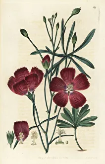 Finger poppy mallow, Callirhoe digitata Finger poppy mallow, Callirhoe digitata