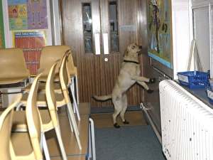 Fire dog working at scene of school fire, Dagenham Fire dog working at scene of school fire, Dagenham