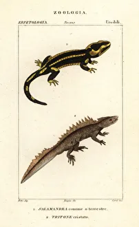 Fire salamander and critically endangered great crested newt Fire salamander and critically endangered great crested newt