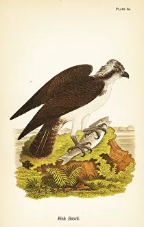 Calidris Gallery: Fish hawk or osprey, Pandion haliaetus