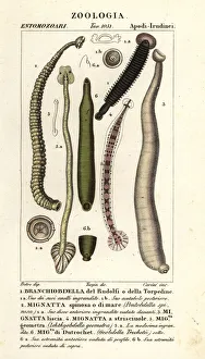 Mare Gallery: Fish leech and freshwater leeches