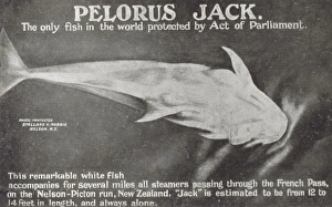 Fish - Pelorus Jack - New Zealand Fish - Pelorus Jack - New Zealand