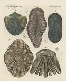 Fish scales of cod, gudgeon, tench, eel and perch Fish scales of cod, gudgeon, tench, eel and perch
