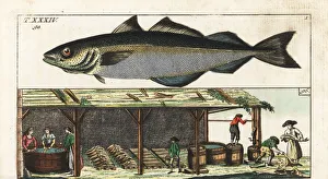 Processing Gallery: Fish wives washing pollock in a shed, 18th century
