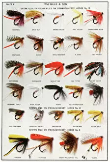 Feathers Collection: Fishing Flies (American)