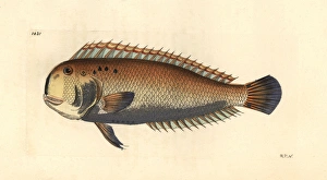 Five-finger wrasse, Iniistius pentadactylus Five-finger wrasse, Iniistius pentadactylus