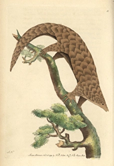 Five-toed manis, Chinese pangolin, or scaly Five-toed manis, Chinese pangolin, or scaly