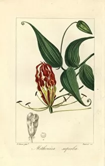 Botanical Prints: Flame lily, Gloriosa superba