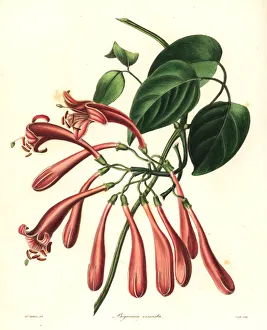 Flamevine or orange trumpetvine, Pyrostegia venusta Flamevine or orange trumpetvine, Pyrostegia venusta